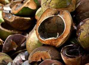 Read more about the article Is Coconut Fiber Good For Plants?