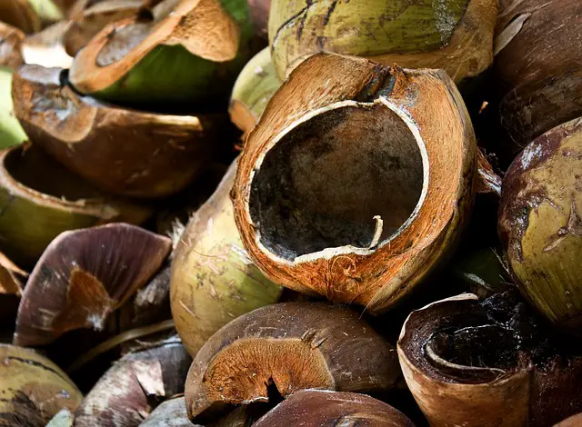 You are currently viewing Is Coconut Fiber Good For Plants?
