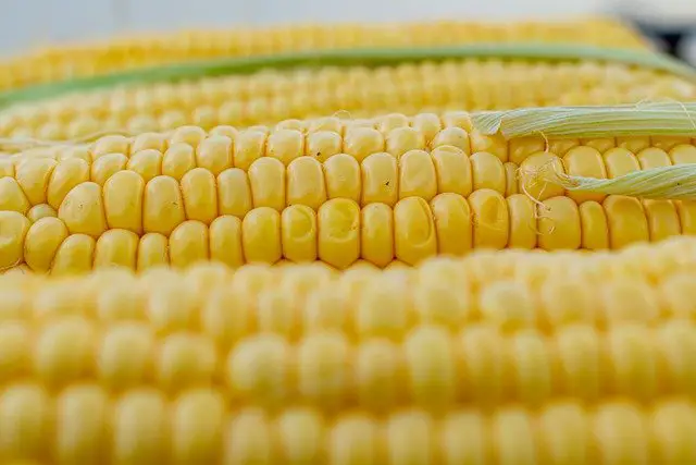 You are currently viewing Corn Syrup Vs. Corn Oil: What’s The Difference?