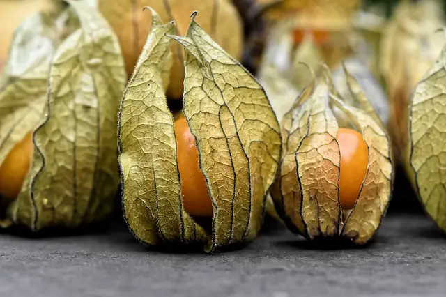 You are currently viewing Tomatillo Vs. Ground Cherry: What’s The Difference?