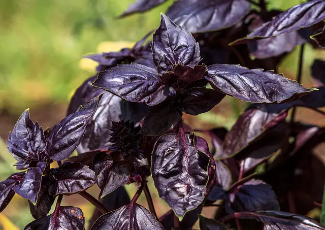 Read more about the article Difference Between Purple Basil and Green Basil