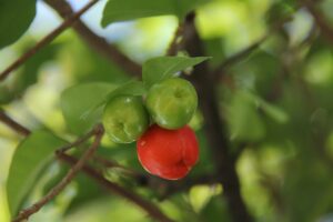 Read more about the article Acerola Vs. Camu Camu; What’s The Difference?